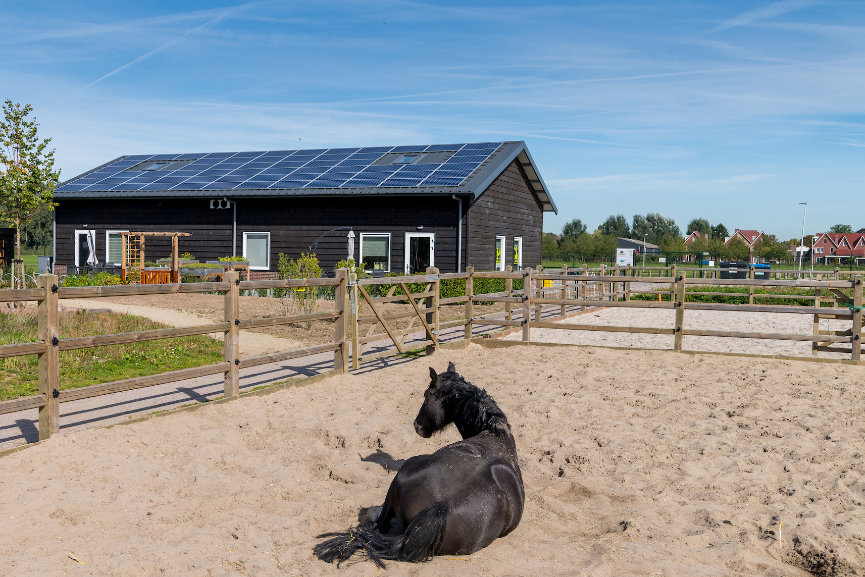 Paard op een manege